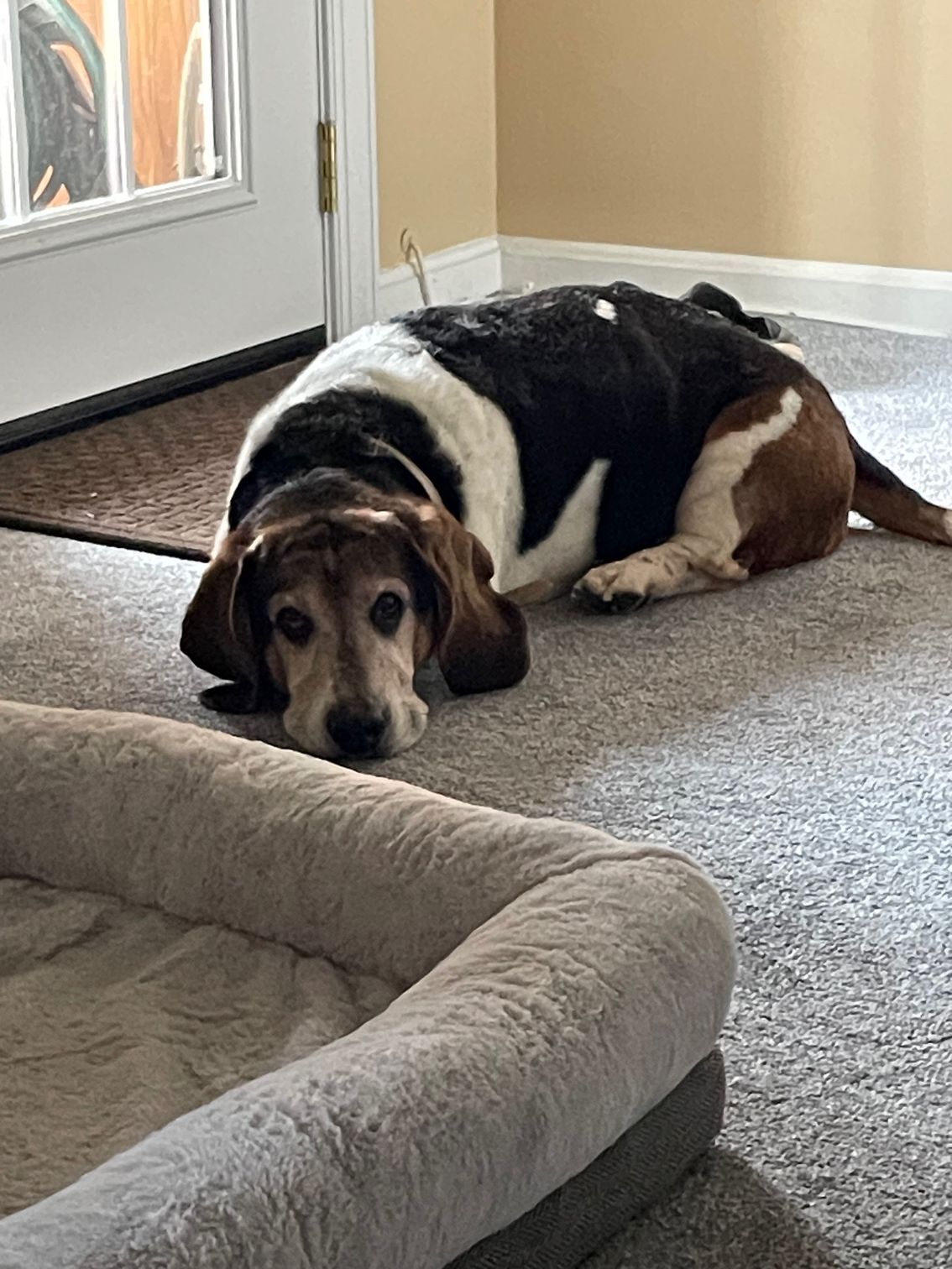 Basset hound lying on a carpet near a door, with a gray dog bed in the foreground.
