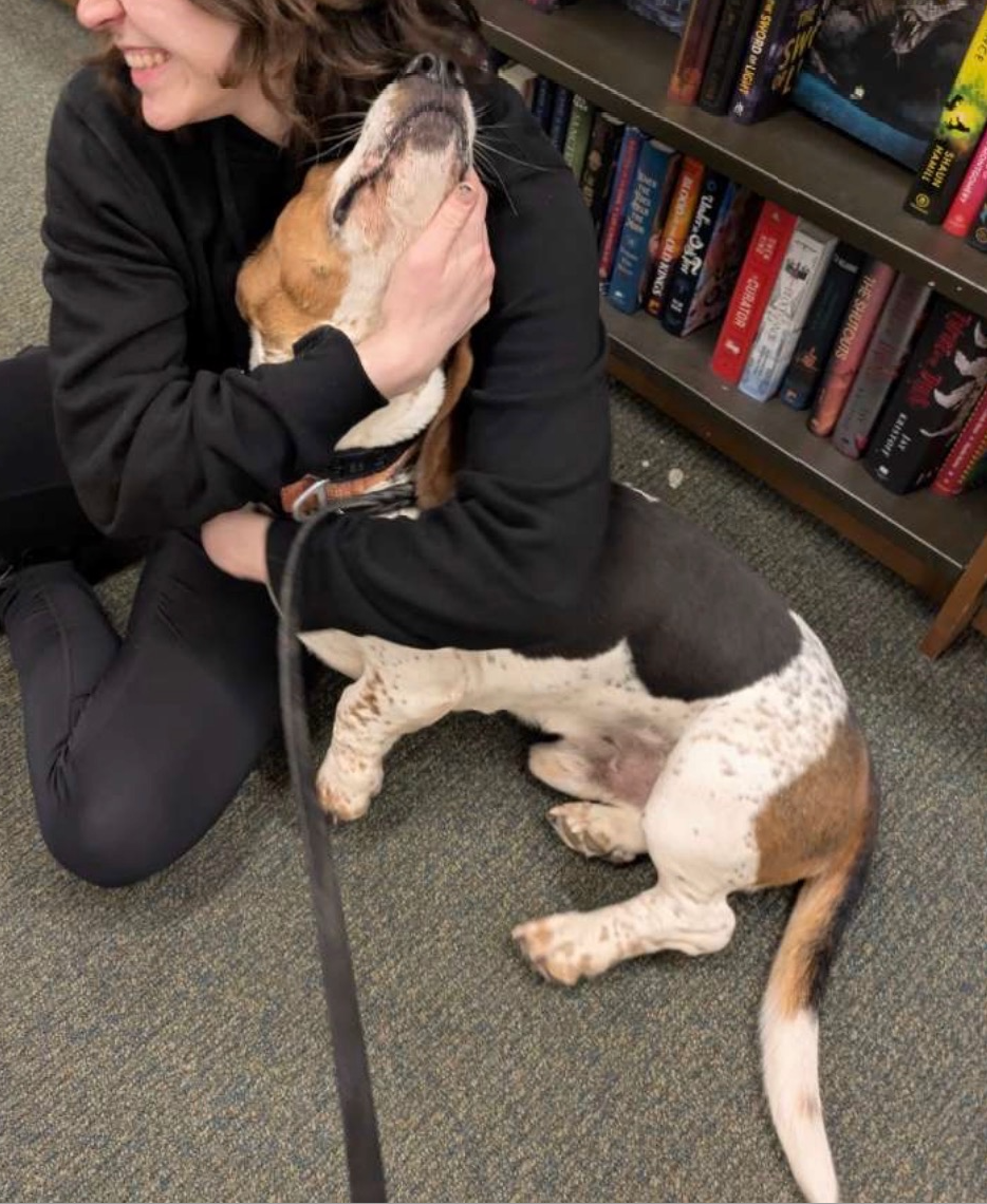 Person hugging a Basset Hound on a bookstore floor. The dog is mostly white, brown, and black.