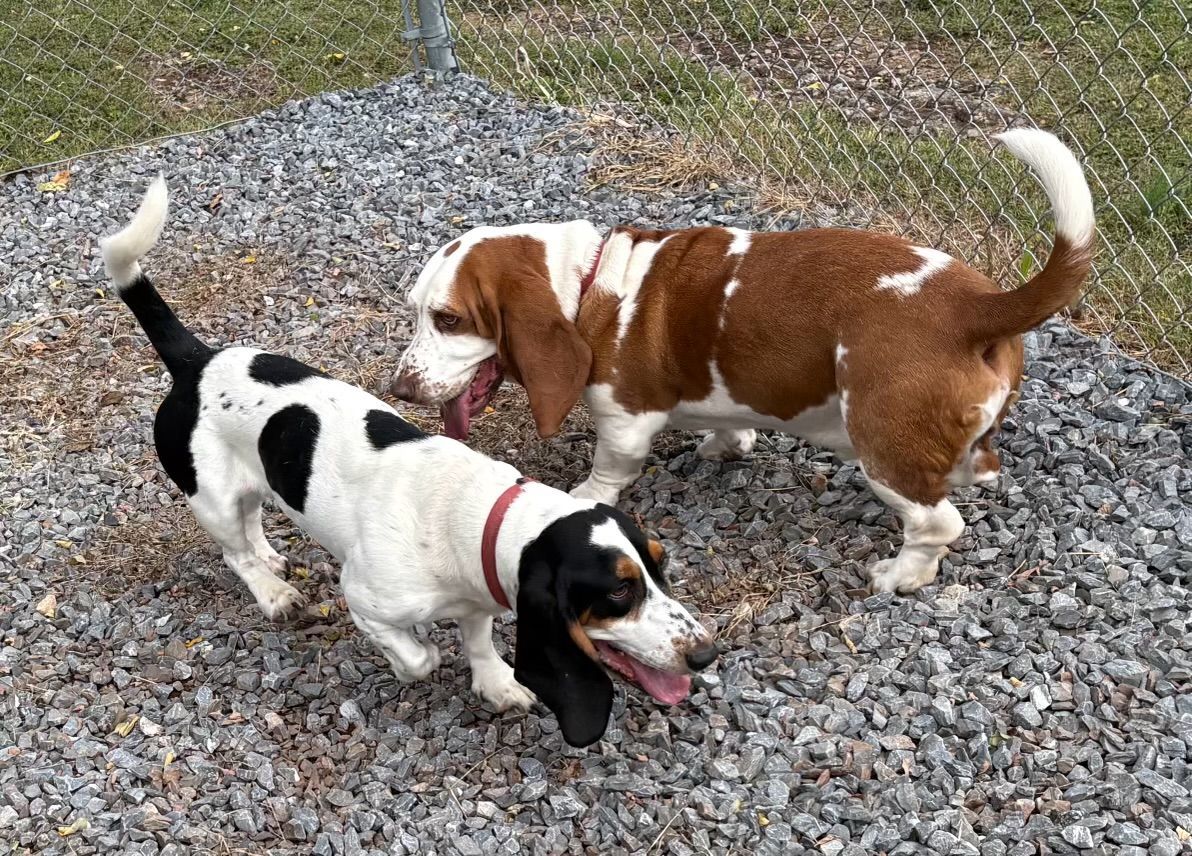 Three dogs sniffing on a gravel path, including a brown-and-white basset hound and two white dogs with black markings