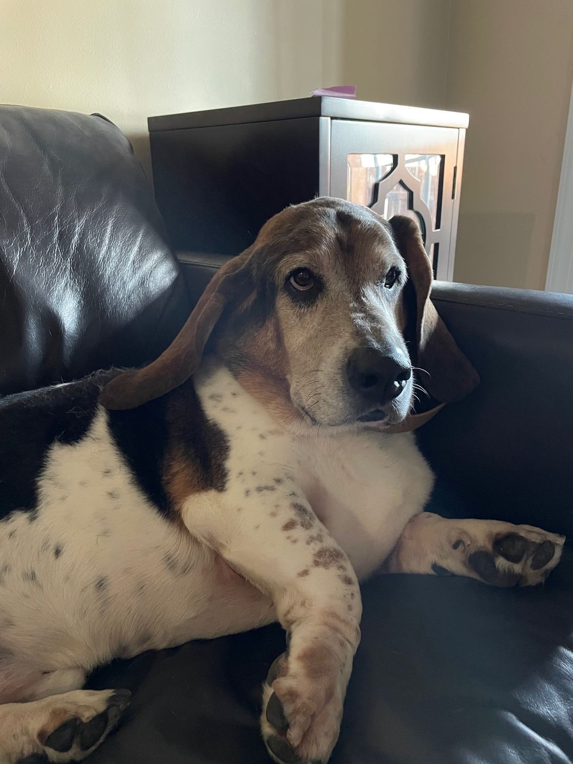Beagle resting on a black leather couch, looking alert in a living room.