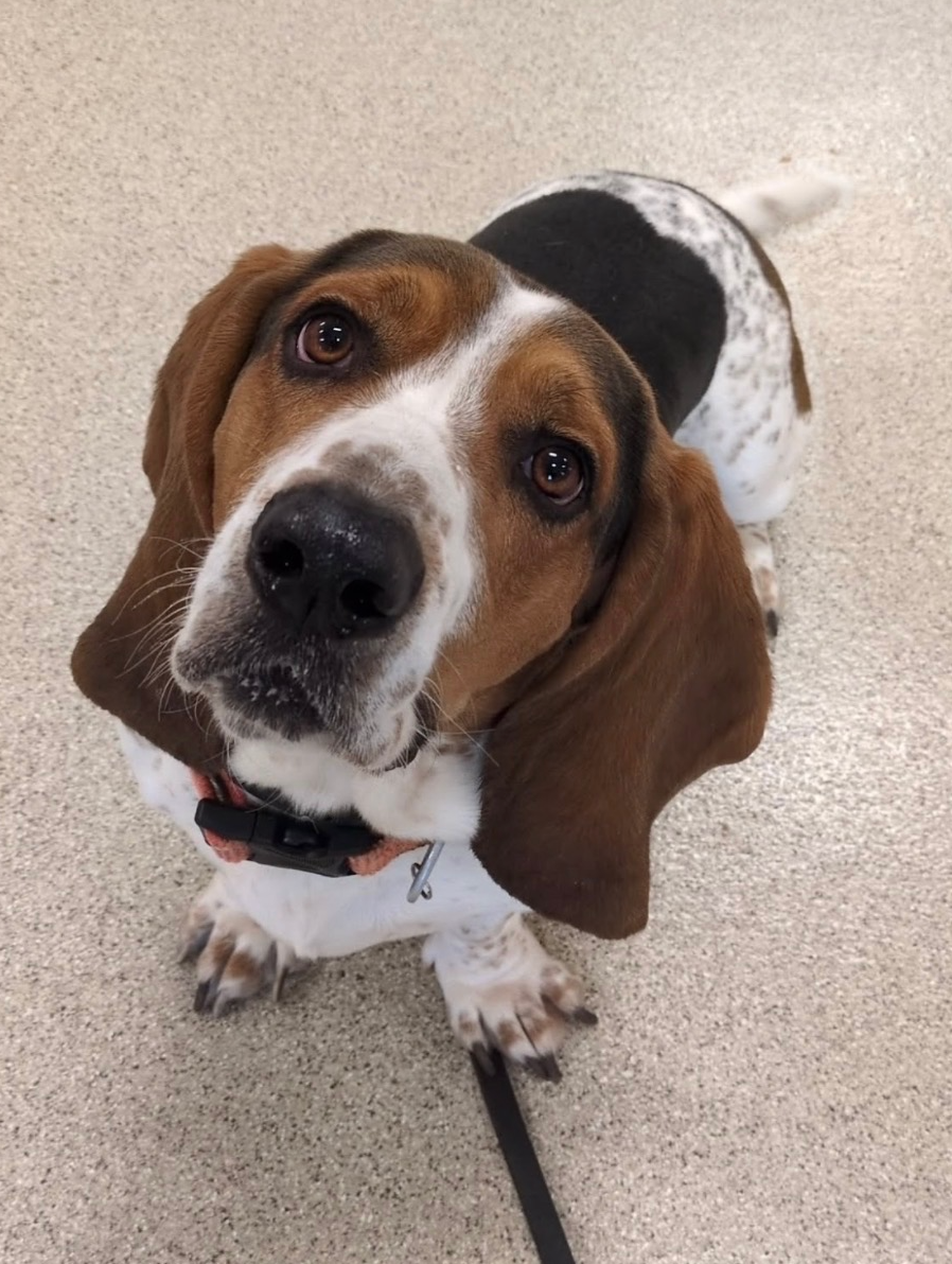 Basset Hound with floppy ears looks up, mostly white with brown and black markings, on a leash. 