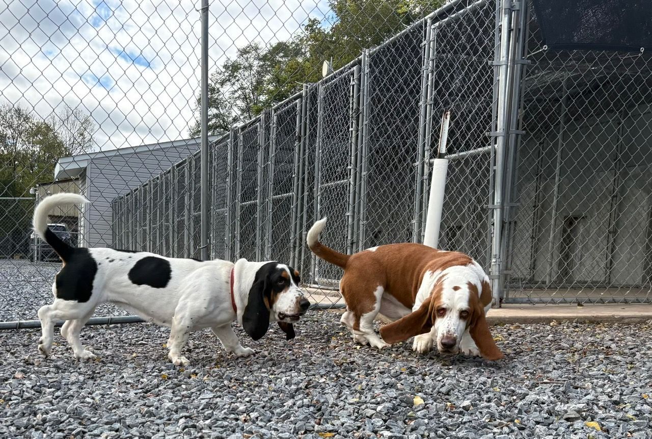 Two dogs sniffing gravel beside a chain-link fence, one black-and-white and one brown-and-white.