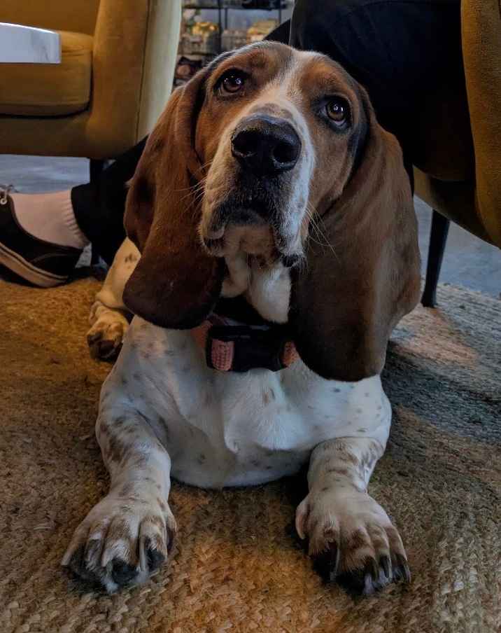 Basset Hound dog lying down, brown and white spotted fur, long ears, looking up. 