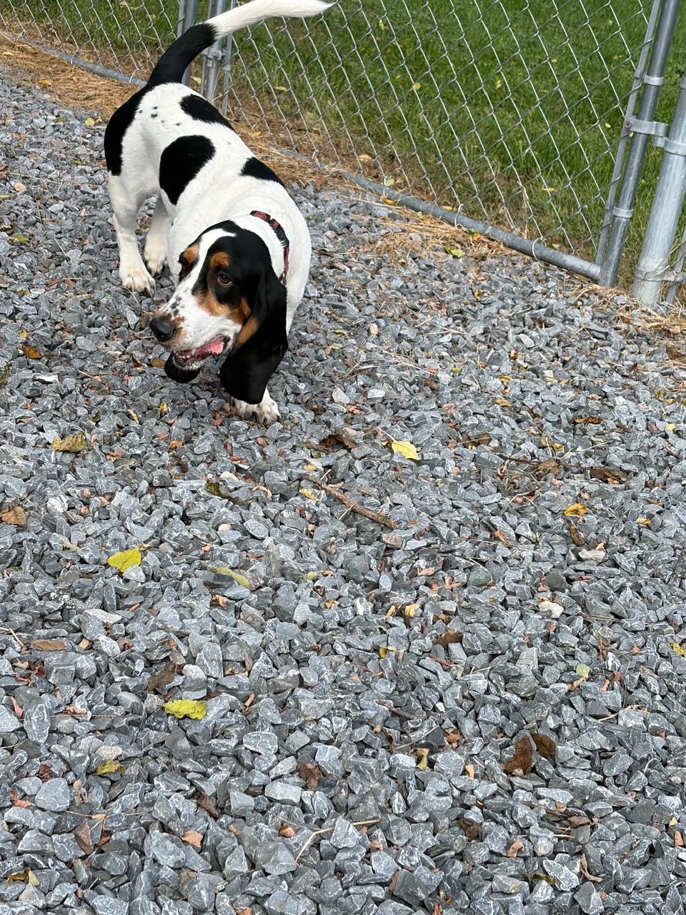 Black, white, and brown dog walking on gravel beside a chain-link fence.