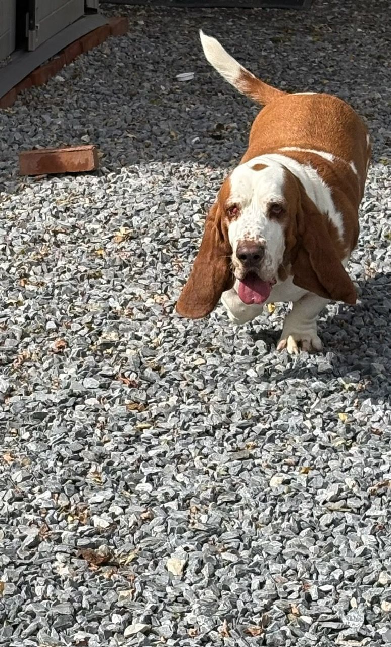 Brown-and-white dog walking on gravel, tail up, with tongue out in an outdoor yard.