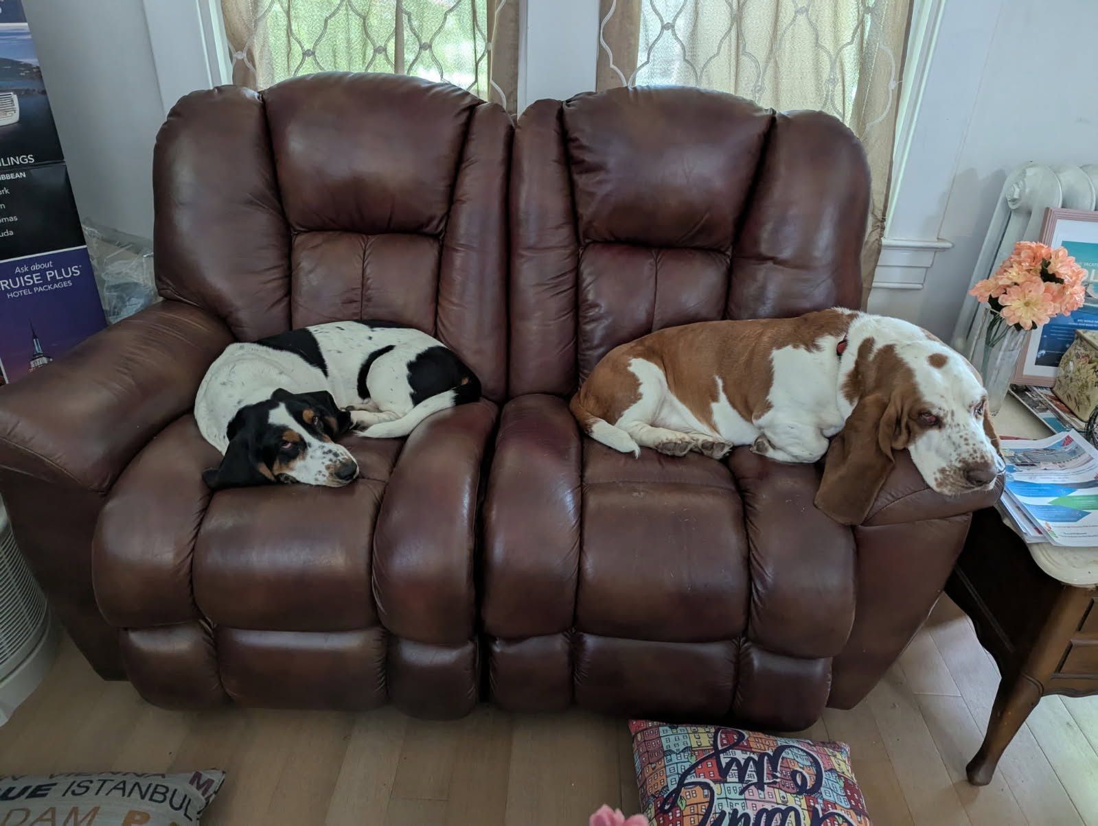Two dogs sleeping on a brown leather couch by a window and side table with flowers
