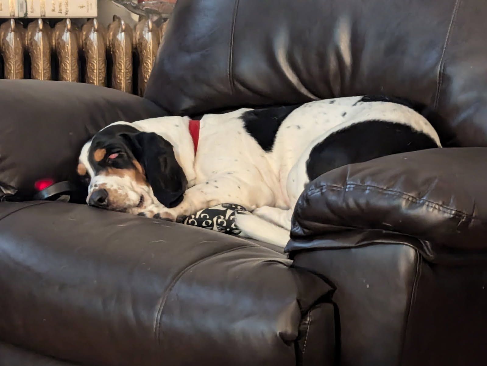 Black-and-white dog sleeping on a brown leather couch with a red collar.