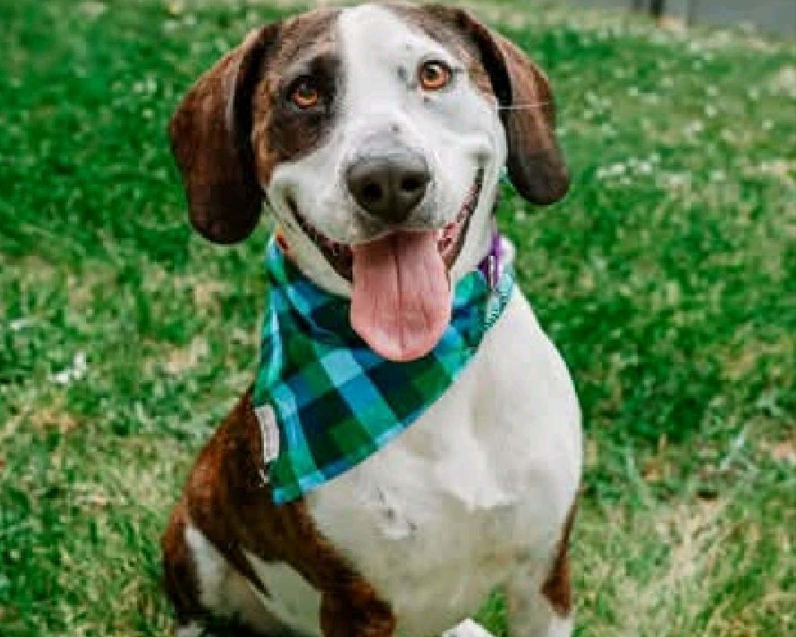 Brown and white dog wearing a blue-green plaid bandana, standing on grass with tongue out