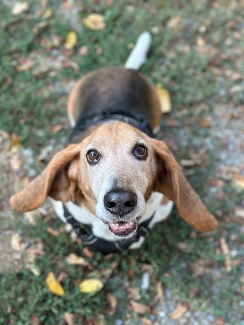 Dog with floppy ears, looking up with a happy expression, set outdoors.