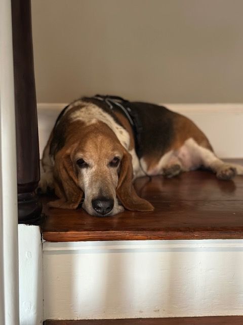 Dog resting on a wooden stair step, brown, white, and black fur, drooping ears.