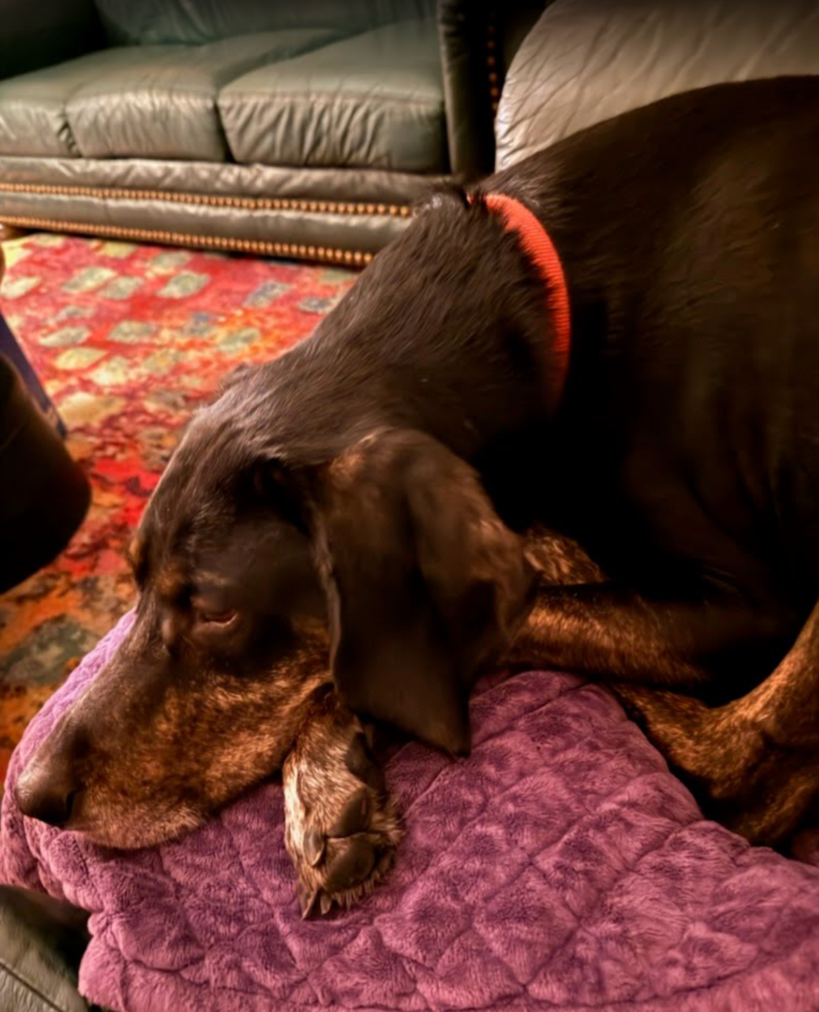 Dog resting its head on a purple blanket. It has a red collar and is on a patterned rug near a couch.