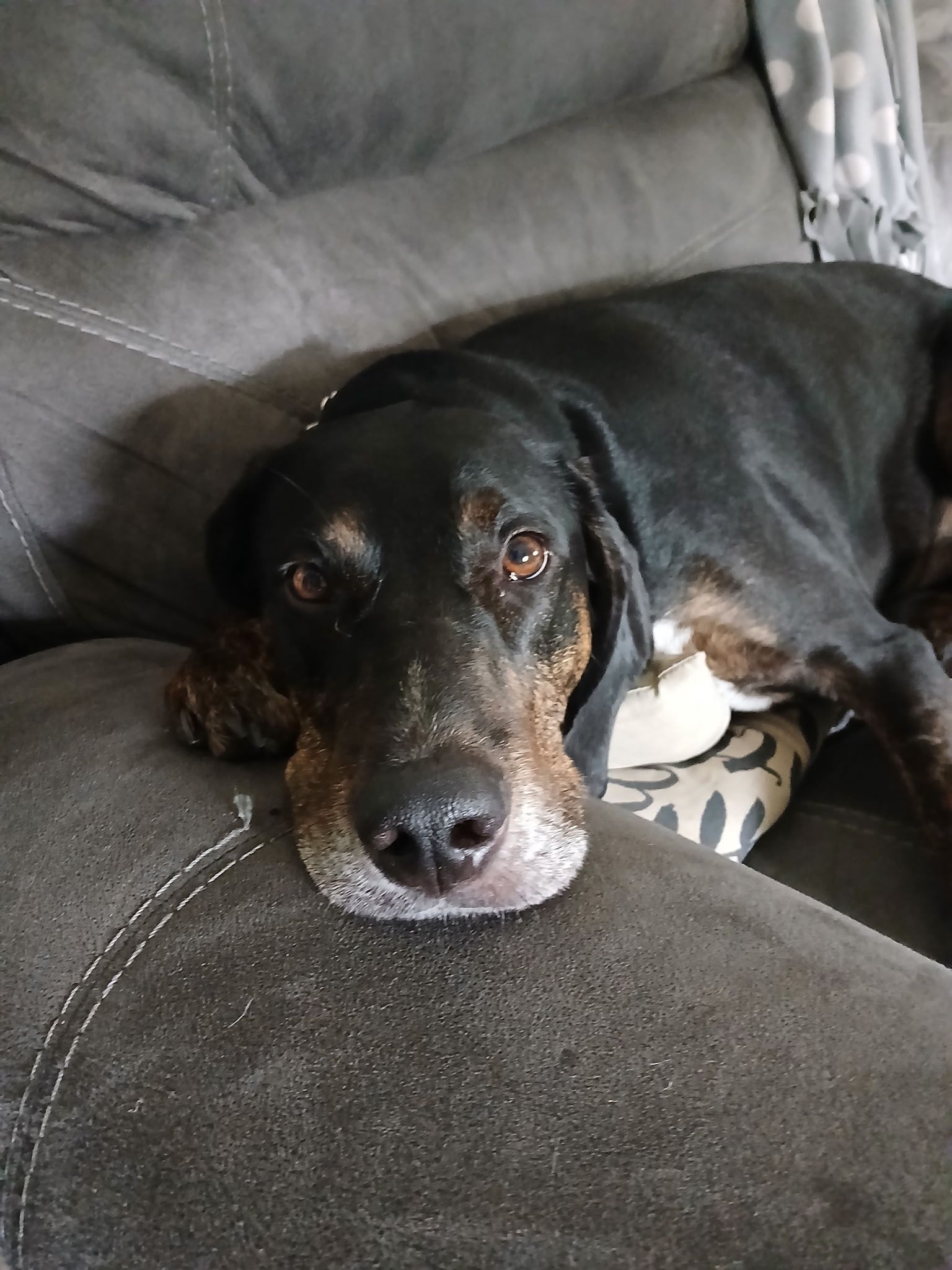 Dog with black and tan fur resting on gray couch, head on lap.