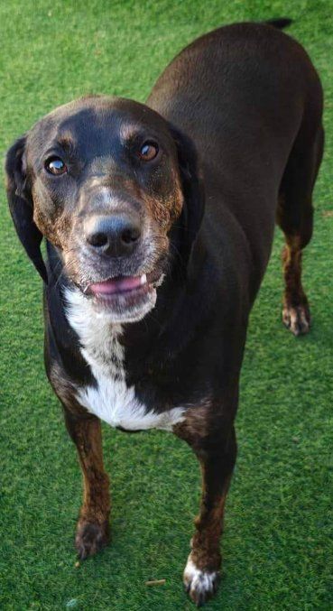 Dog with black and brown fur, white chest patch, standing on green turf, looking at the camera.