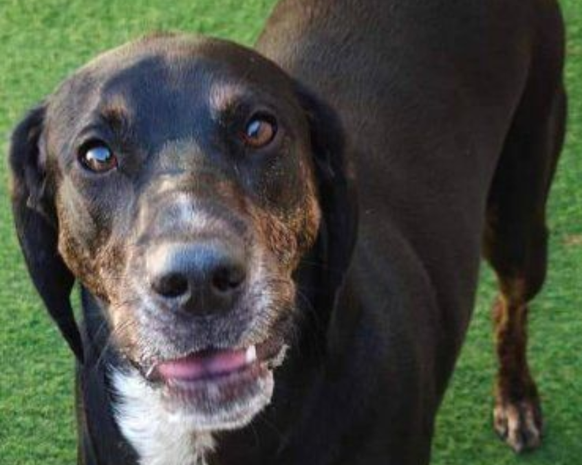 Black-and-tan dog looking at the camera on grass, mouth slightly open