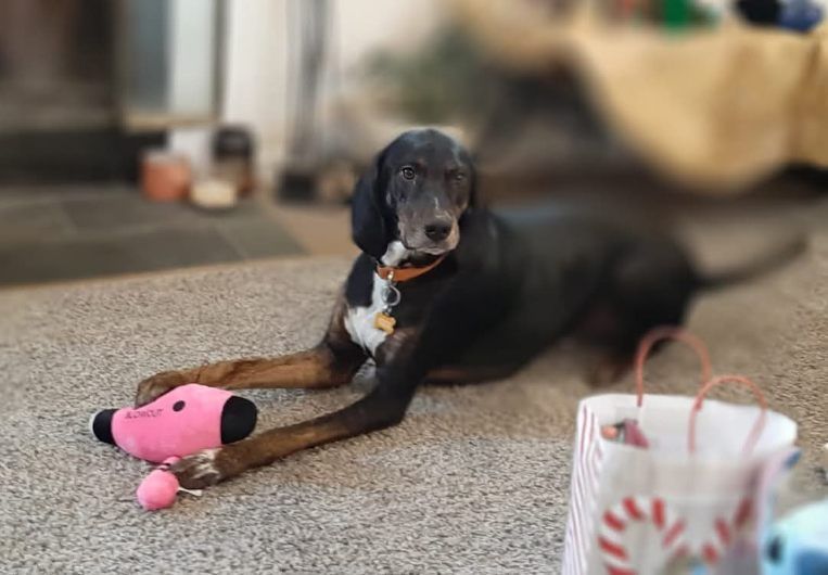 Dog with black and brown fur laying on carpet, holding a pink toy, next to a gift bag.