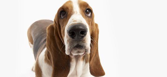 Basset hound