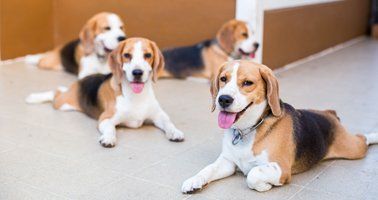 Beagles