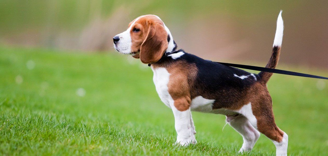 Beagle dog on a leash, standing in a grassy field. Tri-color fur, alert posture.