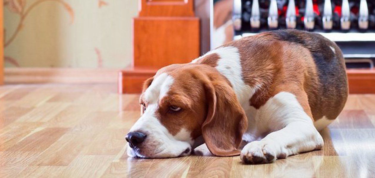 A beagle laying on a wooden floor, looking sleepy. Brown, white, and black fur. In a home setting.