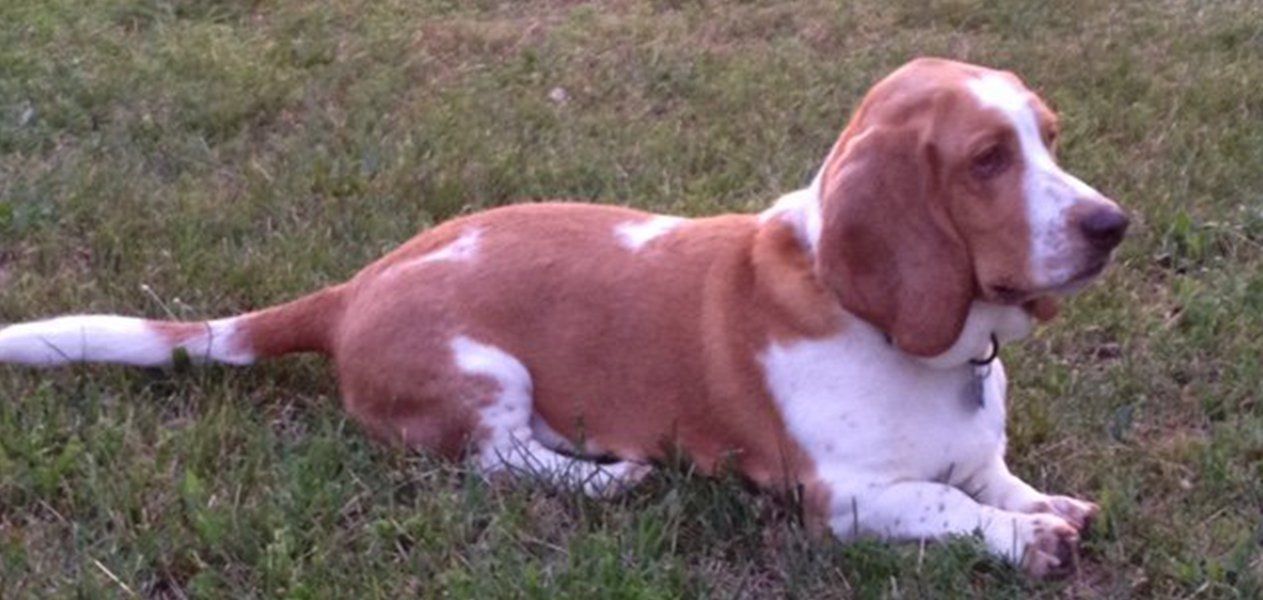 A basset hound, tan and white, reclines in grass. It has long ears and a white-tipped tail.