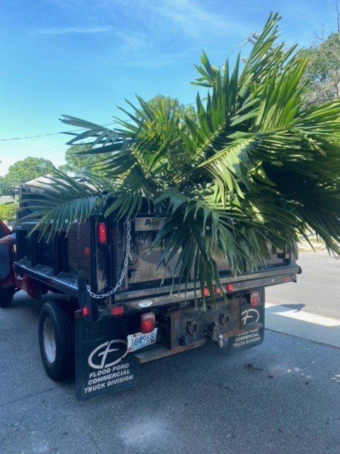 Palm trees on a truck