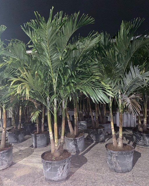 Palm trees for sale