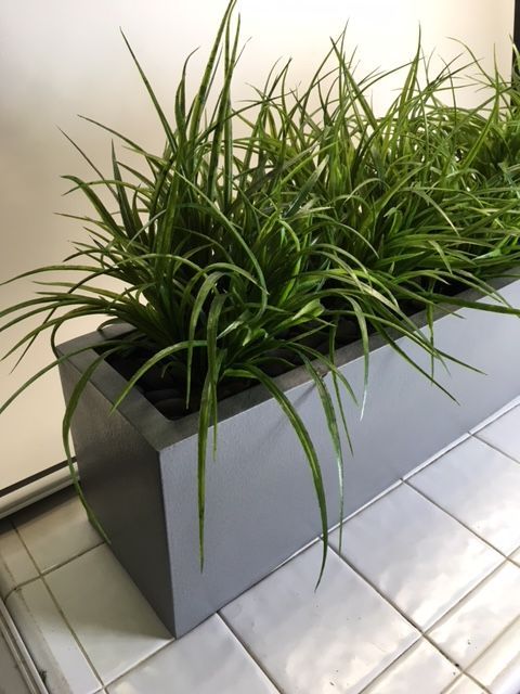 Bromeliads & Grasses