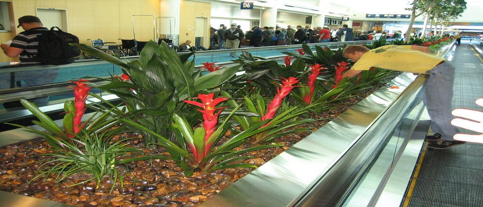 Airport plantscaping