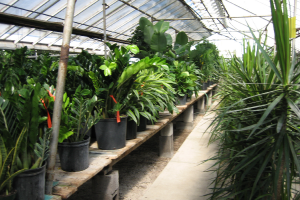 Beautiful plantscaping