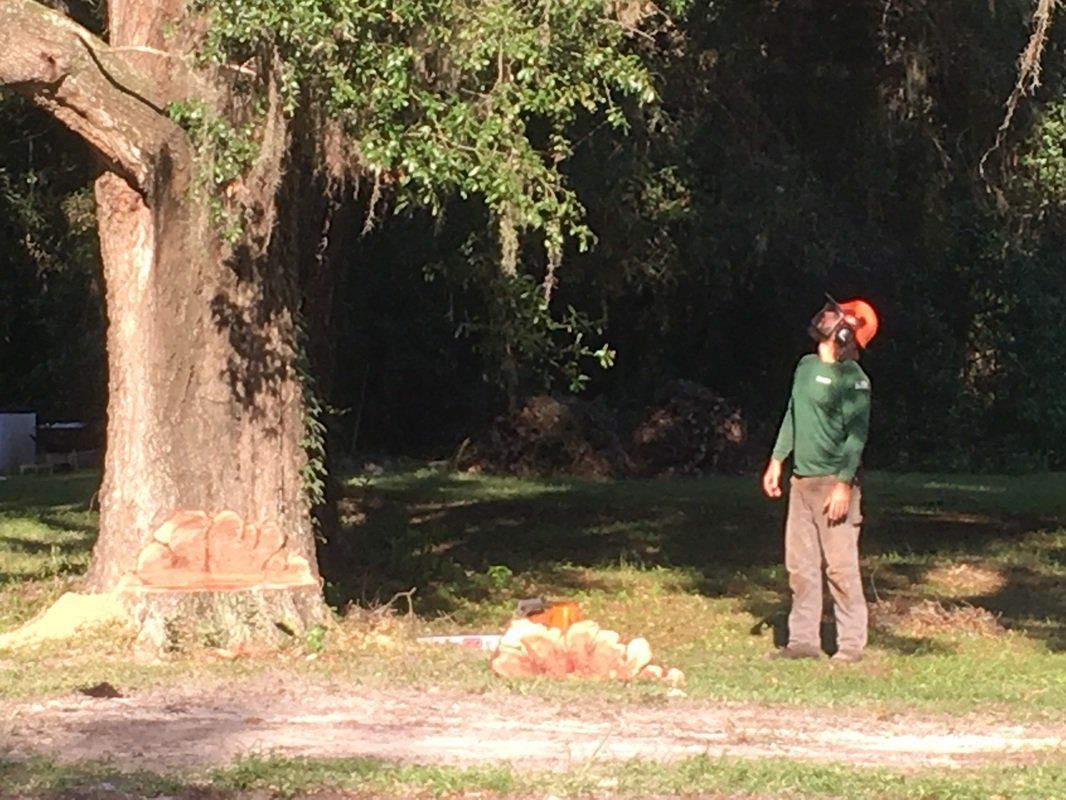 Observation on tree service