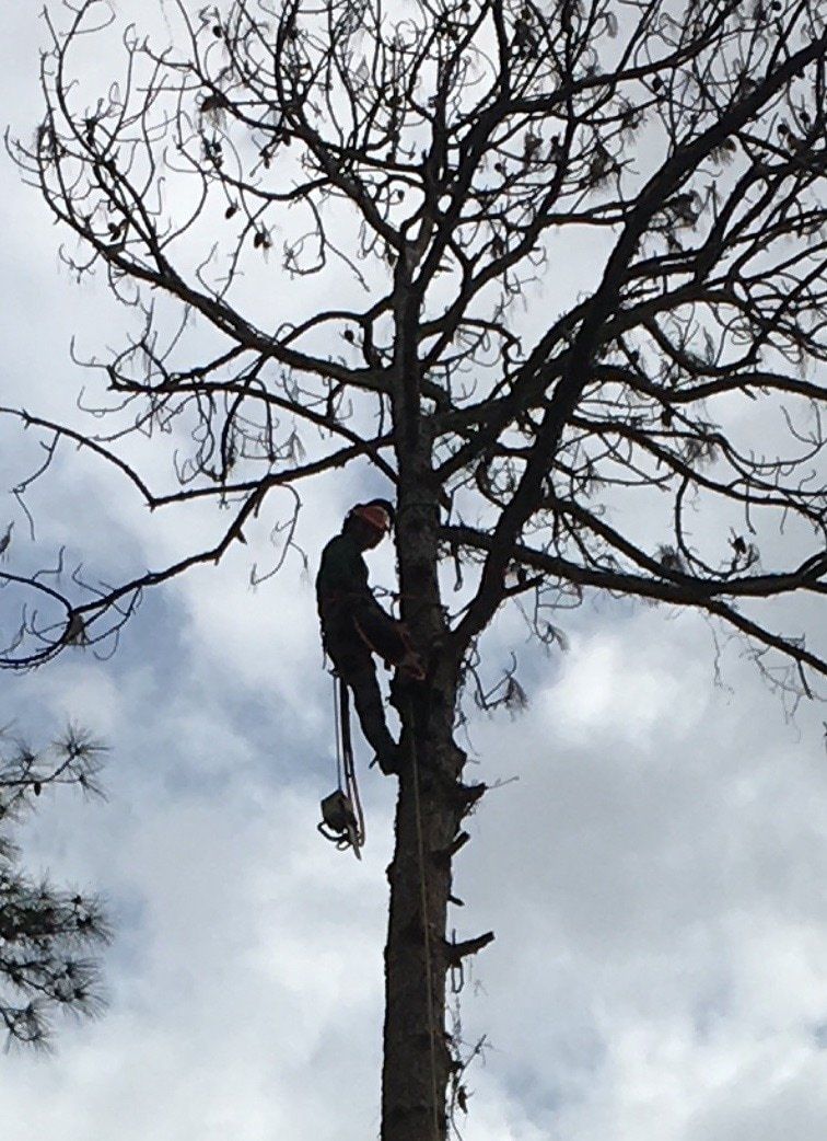 Tree service