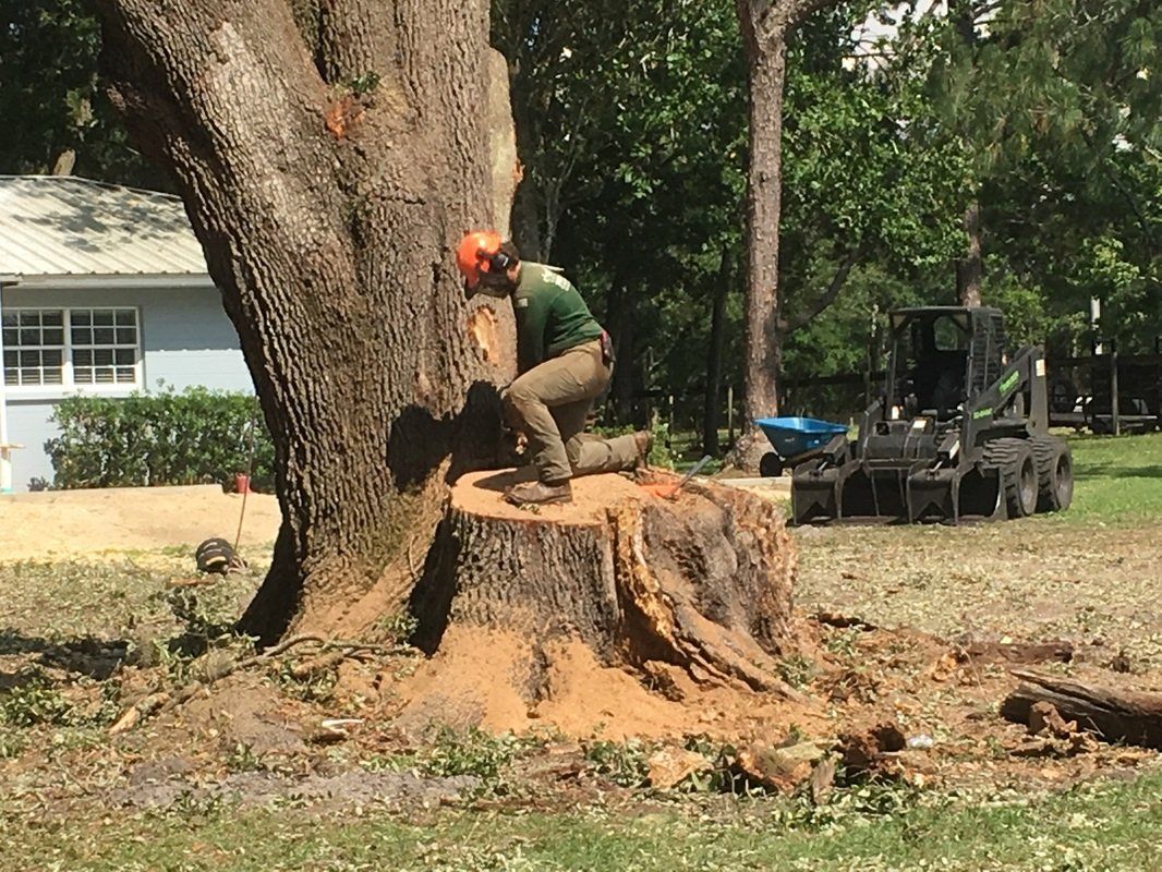 Stump grinding and tree removal