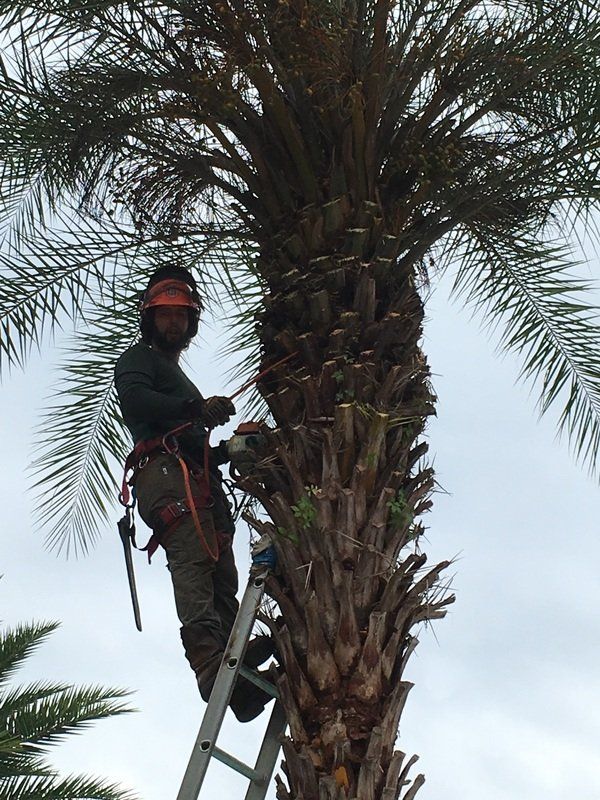 Tree trimming