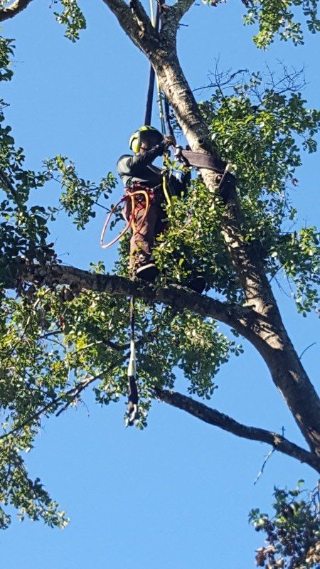 Tree trimming