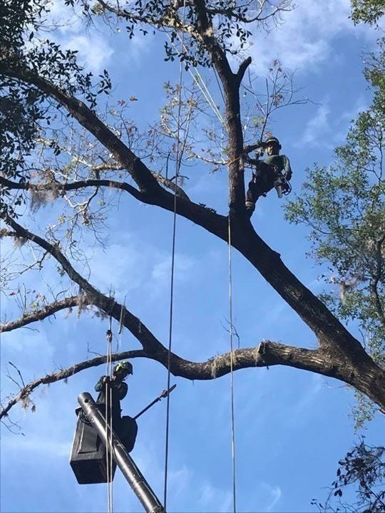 Tree trimming