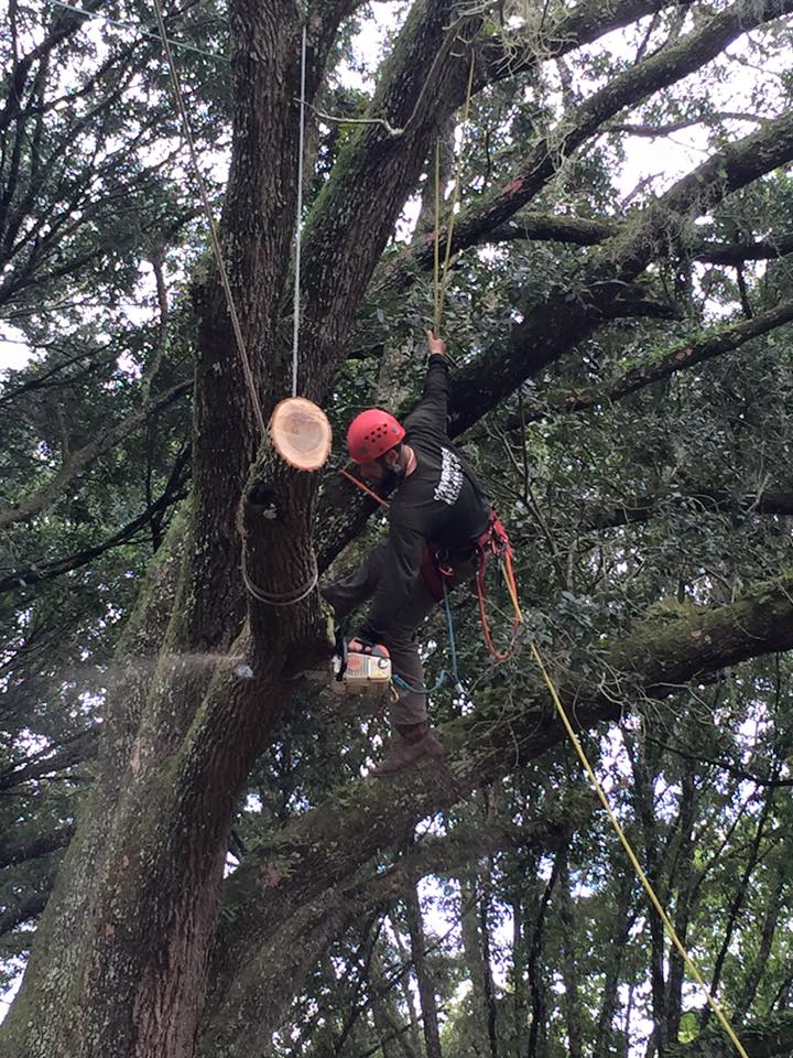 Tree trimming