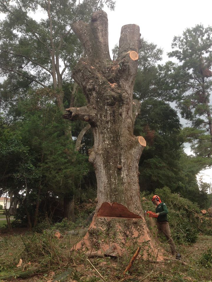 Tree removal on process