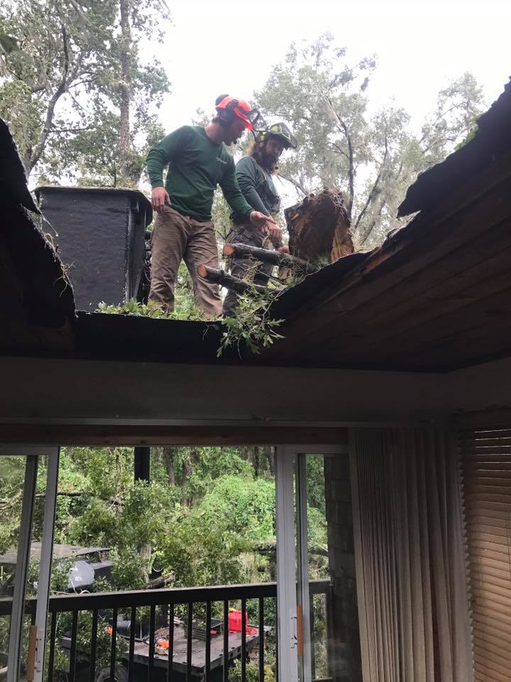 Hazardous tree removal