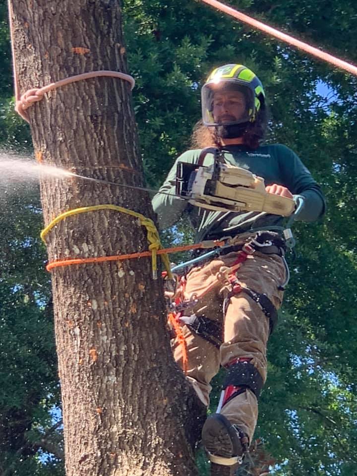 Tree Service in Gainesville, FL Evergreen Tree Company