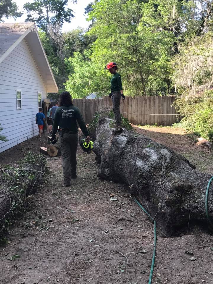 Safe tree removal