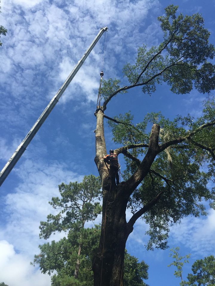 Tree trimming