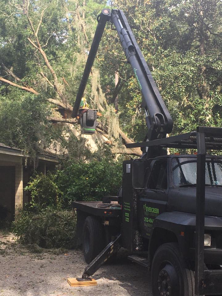 Safe tree removal