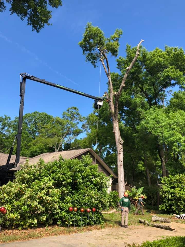 Safe tree trimming