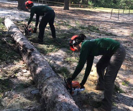Cutting of tree trunk