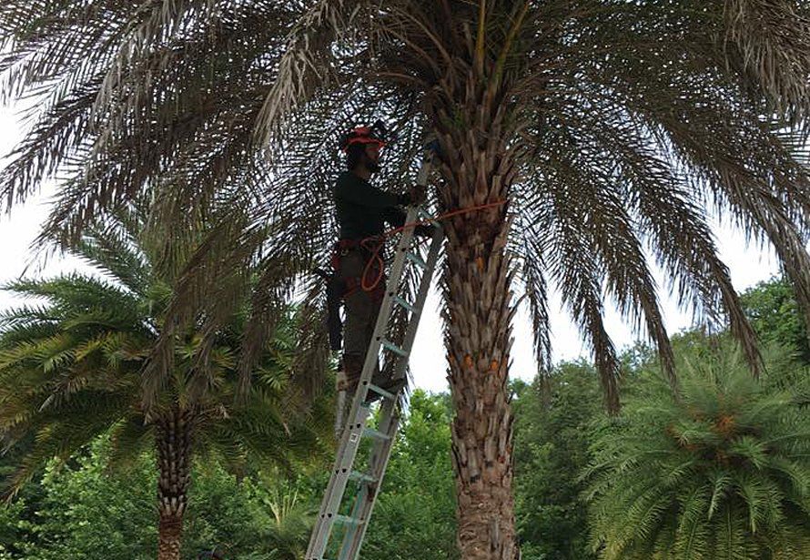 Tree trimming
