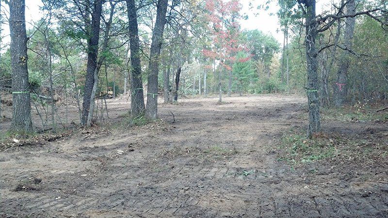cleared deer plot