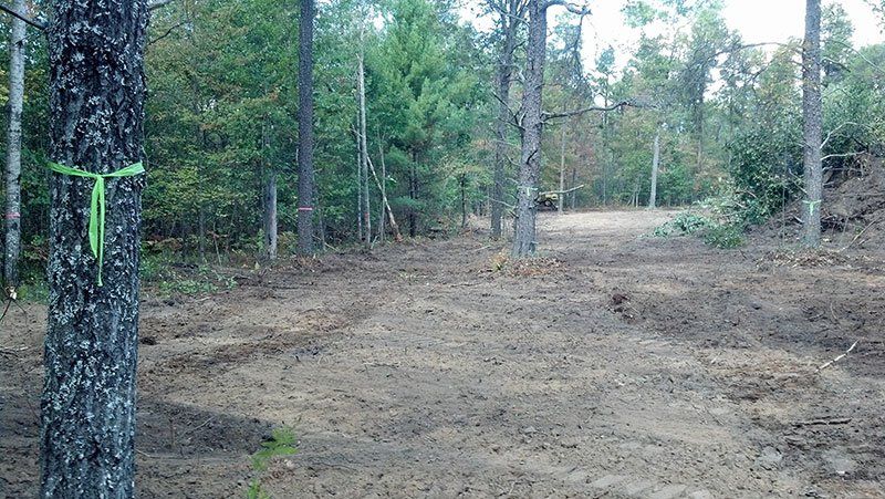 deer plot near the woods