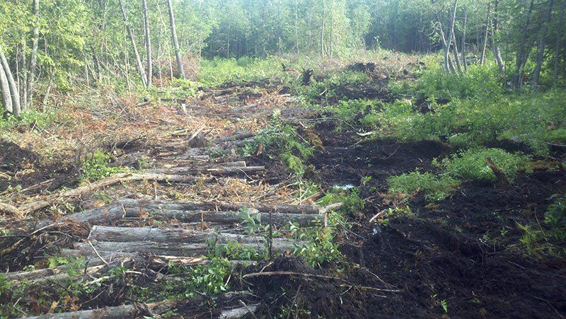 wet land near the forest