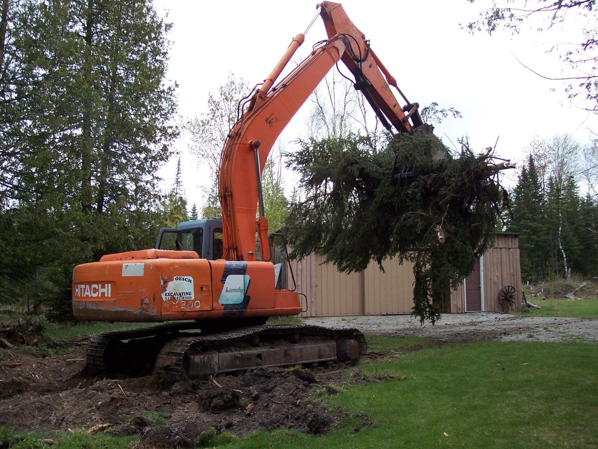 tree removal service