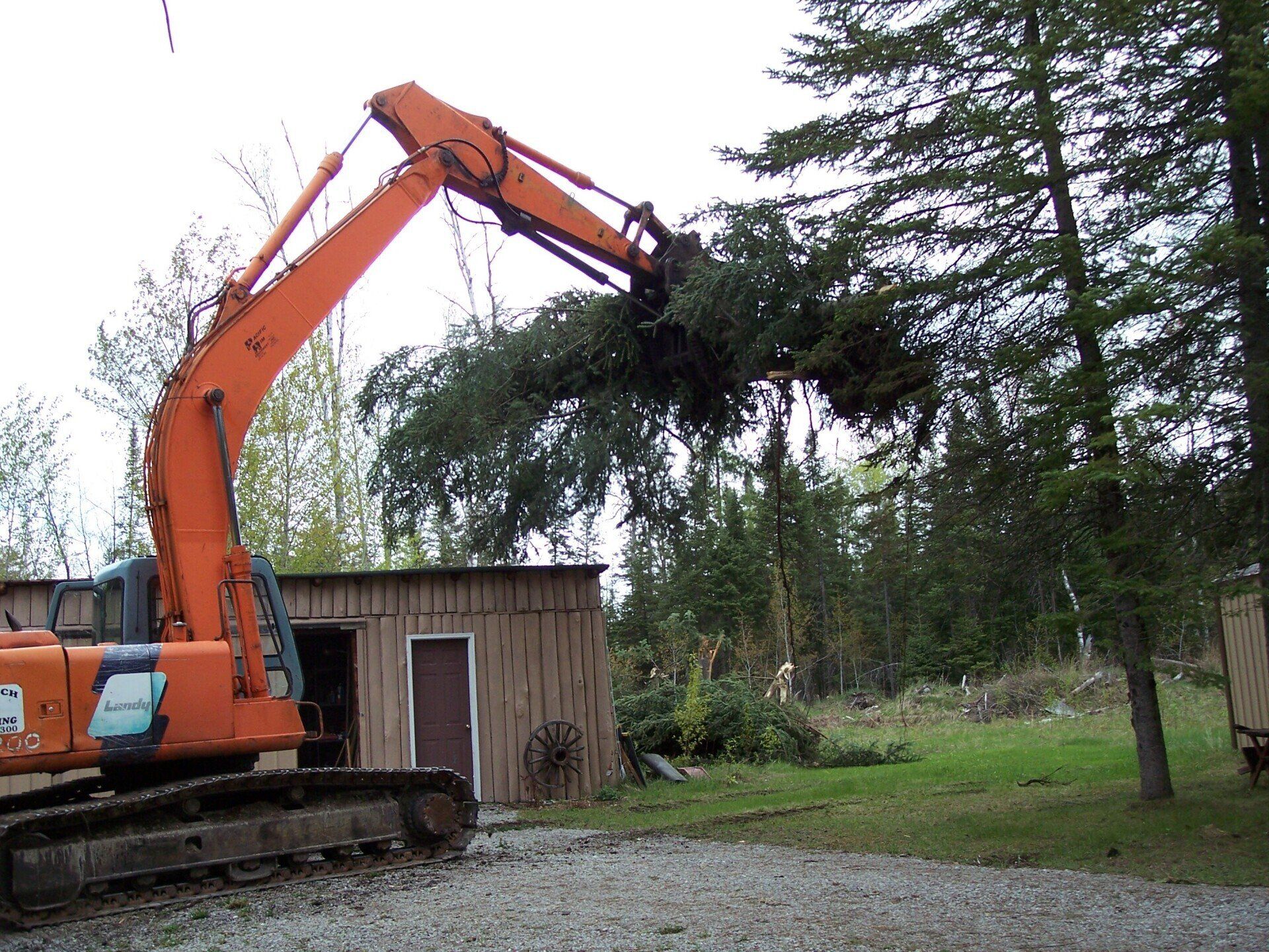 tree removal services